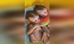 小猴吃瓜结局,意外结局揭示的智慧与成长