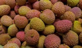 荔枝艾吃瓜,揭秘网络热词背后的趣味与智慧