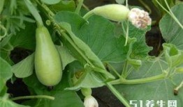 糖尿病能天天吃瓜吗,瓜类食物的适量摄入指南