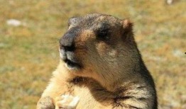 住地下吃瓜的土拨鼠