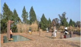 吃瓜群众森林漫步,揭秘“吃瓜群众”的趣味生活