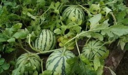 脆瓜主蔓留几个瓜可以吃,合理留瓜数量，丰收在望