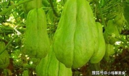 欢欢吃佛手瓜,欢欢的佛手瓜美食之旅