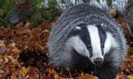 狗獾吃瓜吗,揭秘它们是否吃瓜