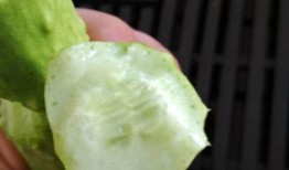 白玉瓜冻着吃,白玉瓜冻的清凉诱惑