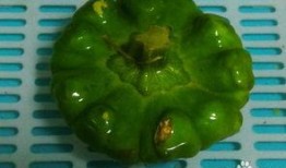姜饼瓜花怎么吃,创意美食制作与美味享用指南