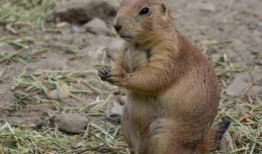 住地下吃瓜的土拨鼠