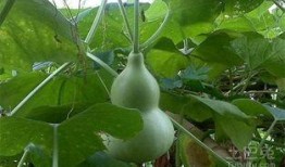 网红吃葫芦瓜,趣味横生引网友热议