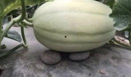 有人吃瓜在哪里找瓜,吃瓜群众如何轻松找到新鲜瓜源