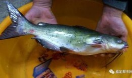 吃瓜的鱼,揭秘网络热词背后的趣味与智慧