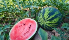 庄河海云天吃瓜,一场别开生面的吃瓜盛宴