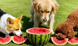 小狗吃瓜变颜色