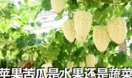 吃苹果瓜视频,美味与营养的完美结合