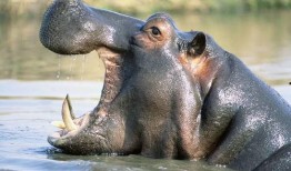 河马吃瓜视频搞笑,笑料横生，欢乐无限！