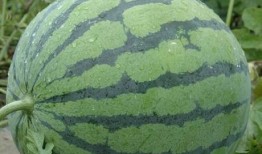 在瓜园吃西瓜,一场与西瓜的甜蜜邂逅