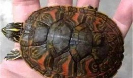 火焰龟吃瓜