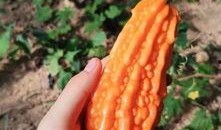 宝妈吃瓜,揭秘娱乐圈那些不为人知的幕后故事