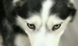 哈士奇真正的吃瓜,哈士奇的真实“吃瓜”生活揭秘