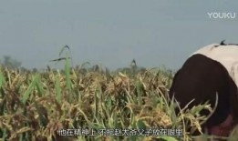 吃瓜不嫌多