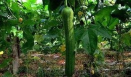 草瓜咋吃,草瓜咋吃的多样美味之旅