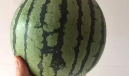 吃瓜假期