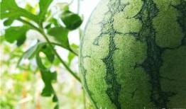 今日吃瓜五一吃瓜