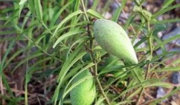 草瓜咋吃,草瓜咋吃的多样美味之旅