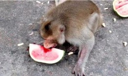 吃瓜妹像猴子,趣味横生演绎生态奇缘