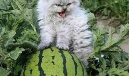 吃瓜小奶猫,揭秘宠物界的“八卦达人”