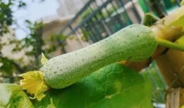 吃瓜吃出病来,小心吃出健康危机