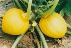 宝栗瓜怎么吃,解锁美味新体验