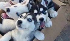 哈士奇真正的吃瓜,哈士奇的真实“吃瓜”生活揭秘