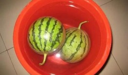 通渭吃瓜,瓜果飘香，品味田园生活