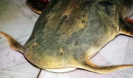 吃瓜的鱼,揭秘网络热词背后的趣味与智慧