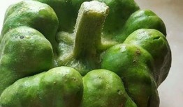 姜饼瓜花怎么吃,创意美食制作与美味享用指南