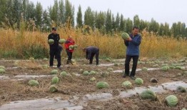 草坝镇吃瓜事件,一场引发热议的乡村奇闻