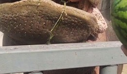 河马吃瓜视频搞笑,笑料横生，欢乐无限！