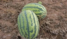 什么工作可以吃瓜