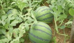 脆瓜主蔓留几个瓜可以吃,合理留瓜数量，丰收在望