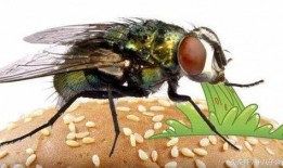 拍苍蝇吃瓜,揭秘官场生态的另类讽刺