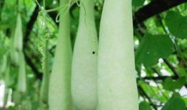 治愈吃瓜