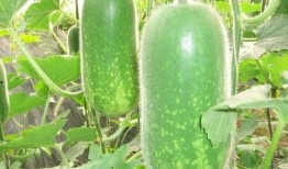 顺职院吃瓜,揭秘校园风云背后的真相