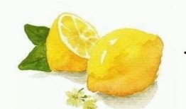 吃瓜的lemon,揭秘“吃瓜群众”背后的lemon传奇