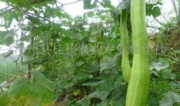 砍瓜怎么吃,从传统到创新的美味之旅