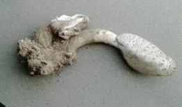 野生蜗牛会吃瓜吗,揭秘它们对瓜果的喜好