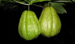 佛手瓜吃有毒吗,揭秘其是否有毒之谜