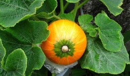 母乳期可以吃的瓜,营养健康两不误