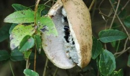 吃八月瓜怎么吃,解锁美味新体验