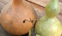 尿酸可以吃葫芦瓜吗,葫芦瓜的食用指南