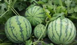 吃瓜谢,揭秘娱乐圈背后的故事与真相